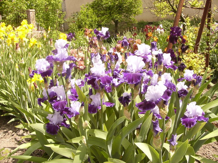 Iris World premier - ANUL 2016 FLORI I