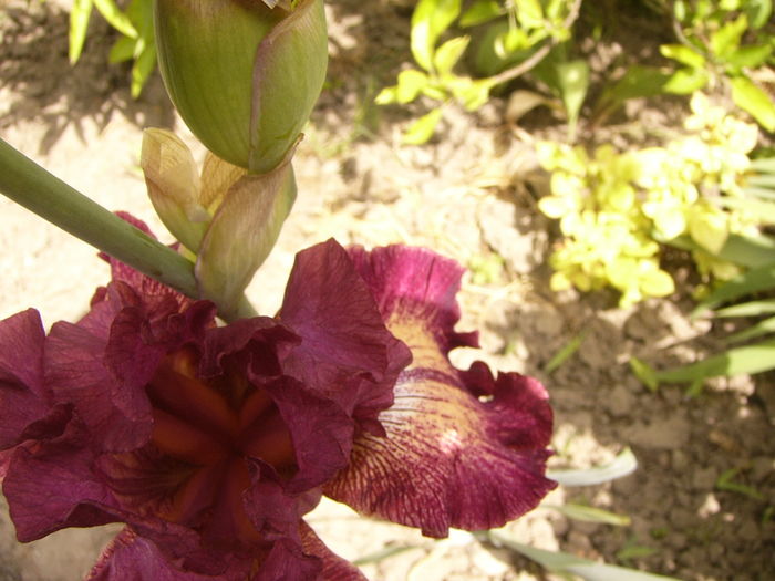 Iris Indiscret - ANUL 2016 FLORI I