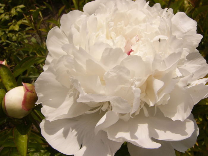 P1260079 - ANUL 2016 FLORI I