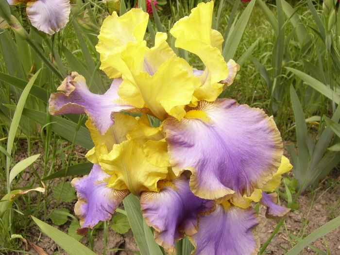 Iris Tumultueux - ANUL 2016 FLORI I