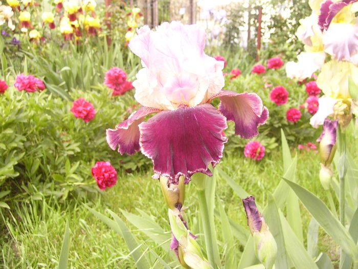 P1260104