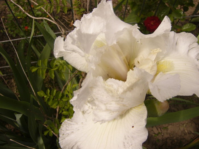Iris Pure -as -The... - ANUL 2016 FLORI I