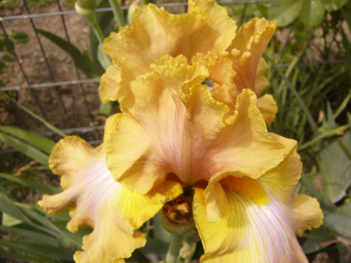 Iris Seer Poetry - ANUL 2016 FLORI I