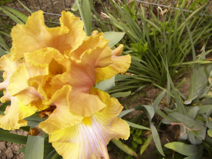 Iris Seer Poetry