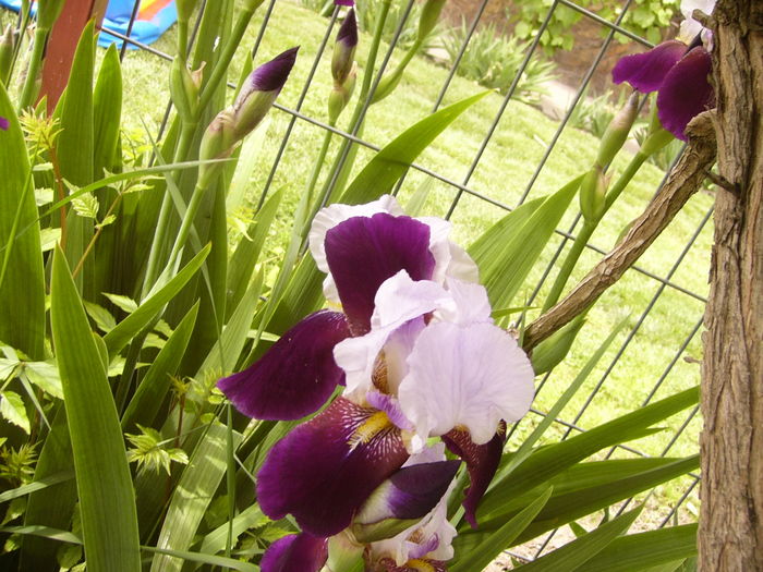 Iris Noni?