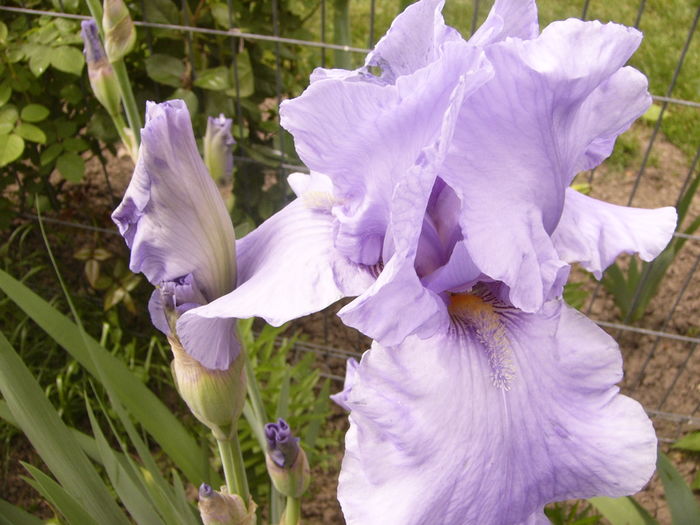 Iris Pacific Mist