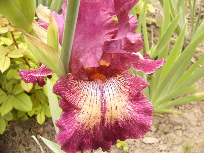 Iris Indiscret