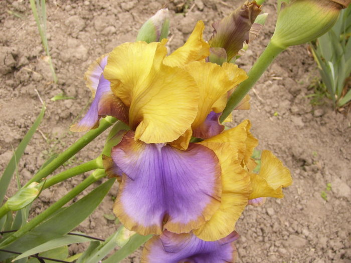 Iris Gypsy Prince