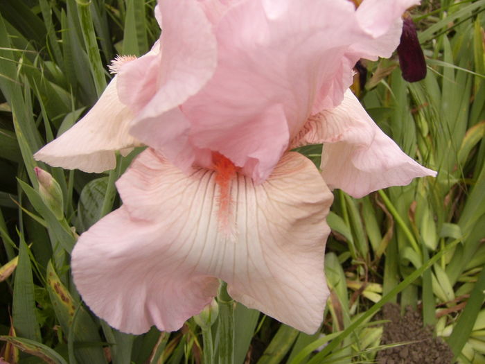 Iris Vision in pink - ANUL 2016 FLORI I