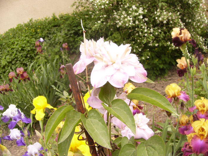 Clematis Innocent Blush