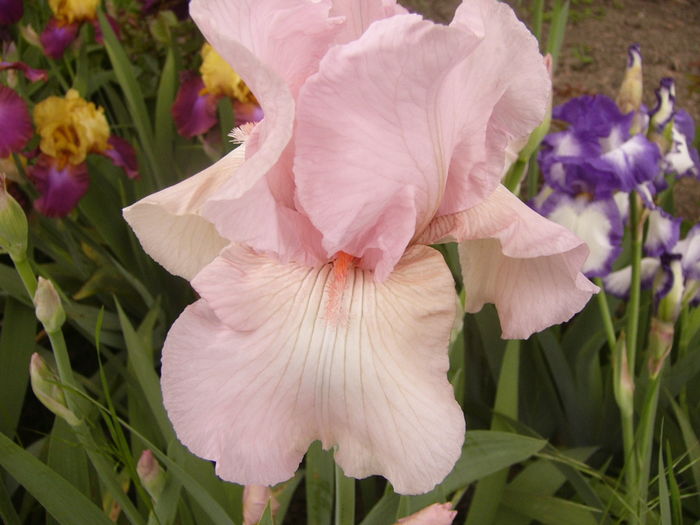 Iris Vision in pink - ANUL 2016 FLORI II