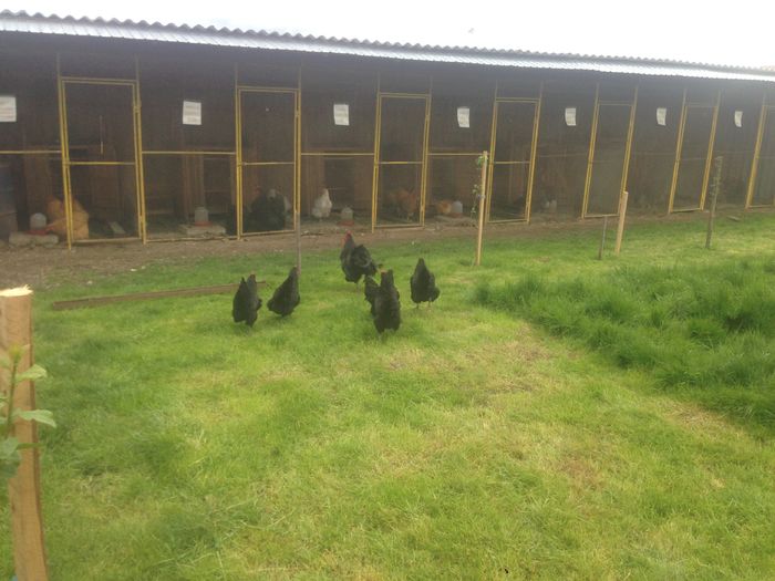 IMG_5476 - G AUSTRALORP NEGRU