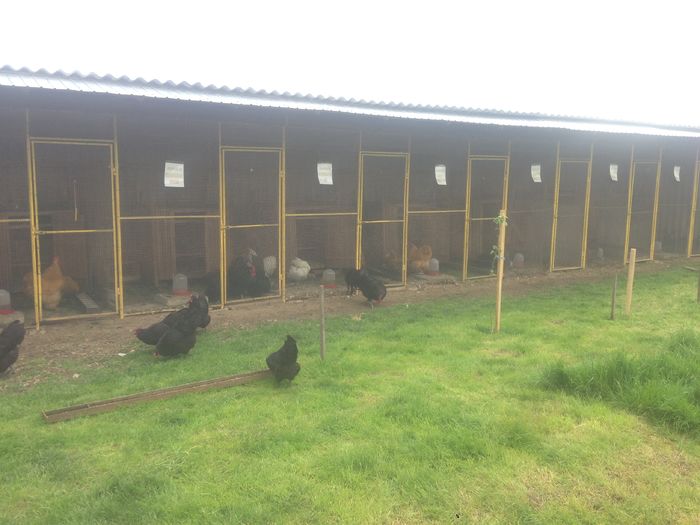 IMG_5481 - G AUSTRALORP NEGRU