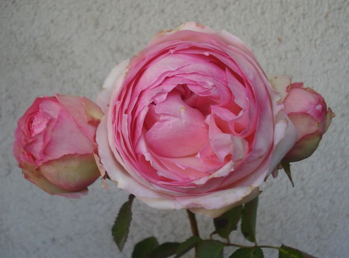 Noiembrie 2015 - Eden Rose - Pierre De Ronsard
