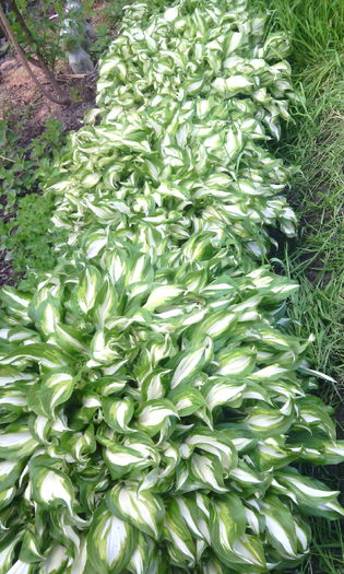 IMG_20160508_164306[1] - hosta