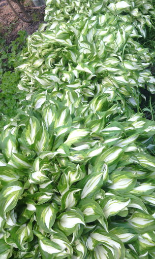 IMG_20160508_164310[1] - hosta