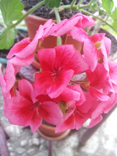 20000101_052404 - Florile Anului 2016