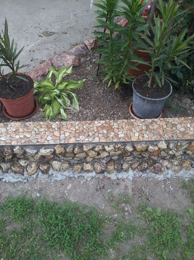20000101_052504 - Florile Anului 2016