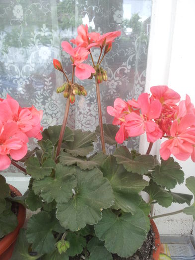 20000101_052843 - Florile Anului 2016