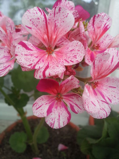 20000101_052859 - Florile Anului 2016