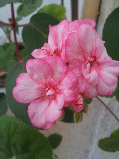 20000101_052935 - Florile Anului 2016