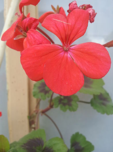 20000101_053039 - Florile Anului 2016