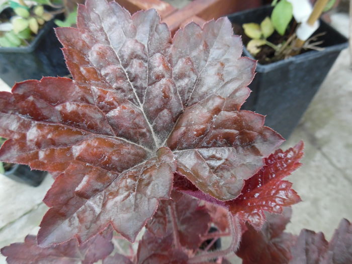 Heuchera micrantha ?