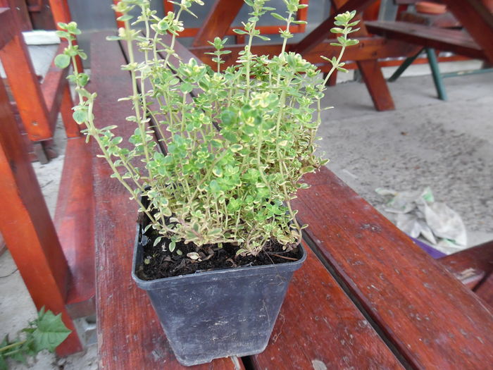Thymus citriodorus “Variegata=cimbrisor