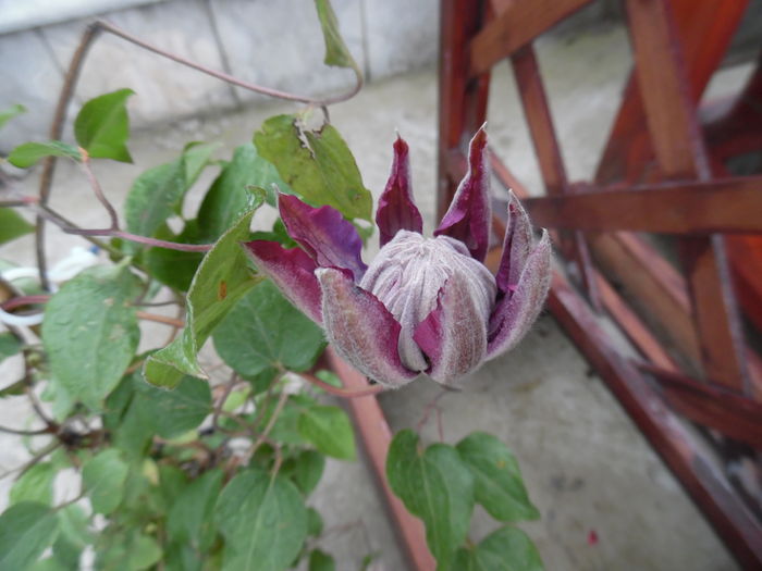 clematis vyvyan pennell 4m, soare