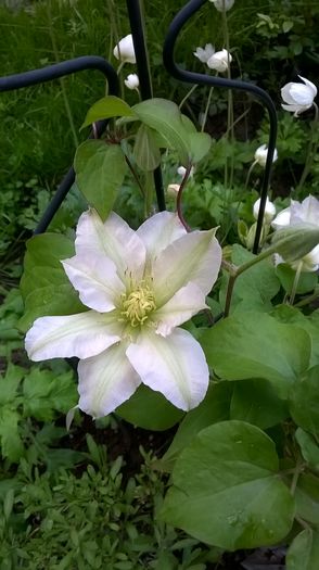 ? - CLEMATITE