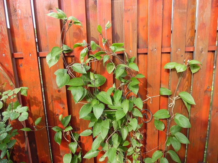 001 - clematite infloriri