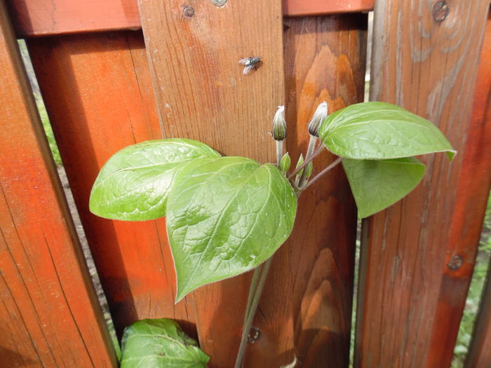 002 - clematite infloriri