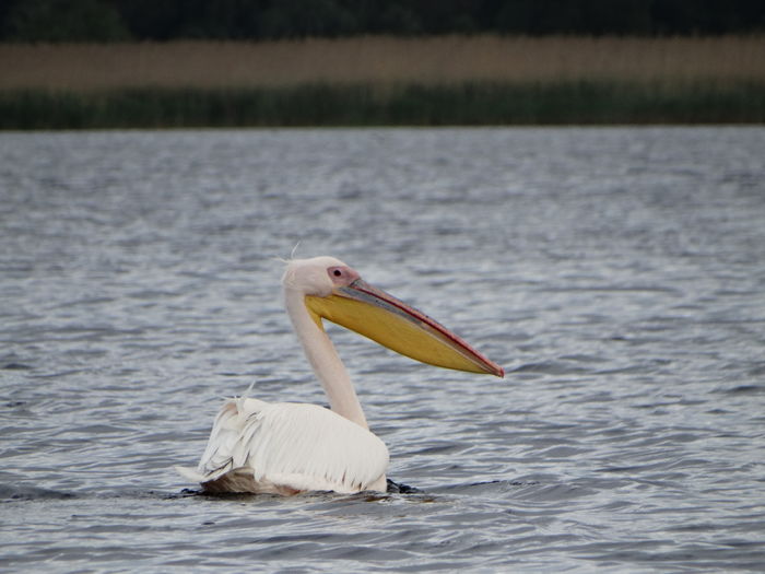 Pelican comun - 3-Salbaticiuni Delta Dunarii