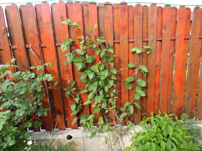 005 - clematite infloriri