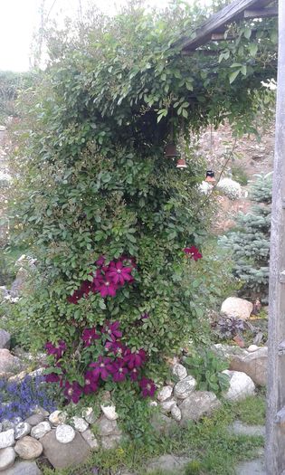 168 - GRADINA MEA inceputuri