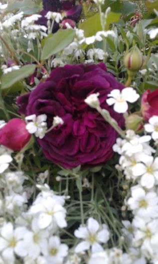 197 - GRADINA MEA inceputuri