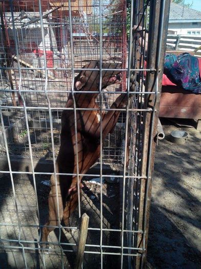 received_226331517729598 - paza casei