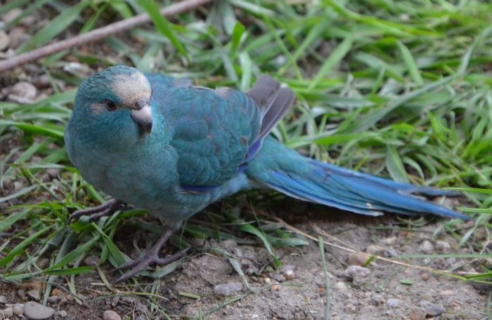 Kakariki blue