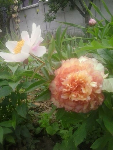 20160508_112518 - 2016 - 2017 Bujori
