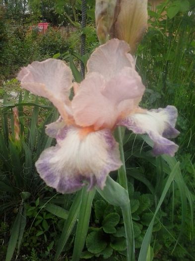 lovely down - 2016 Irisi