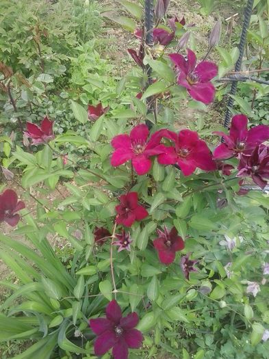 20160506_134645 - 2016 Clematite