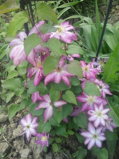 20160506_134706 - 2016 Clematite