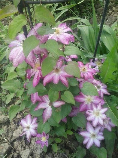 20160506_134709 - 2016 Clematite