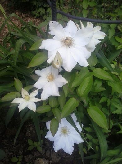 20160506_134729 - 2016 Clematite