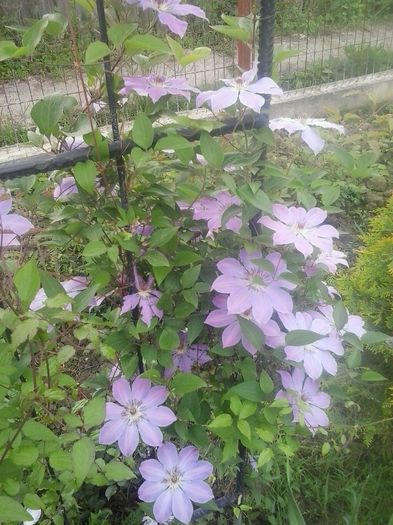 20160508_101100 - 2016 Clematite