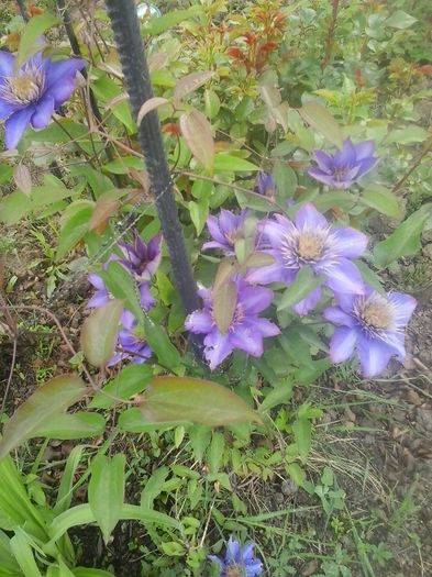 20160508_101112 - 2016 Clematite