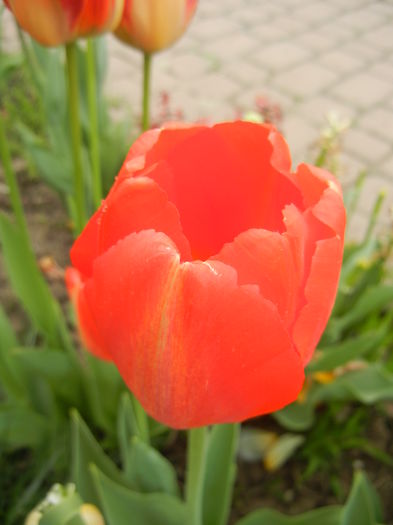 Bright Orange tulip (2015, April 22)