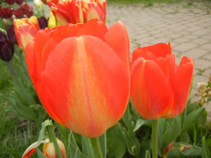 Bright Orange tulip (2015, April 22) - Bright Orange Tulip