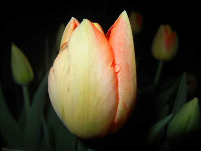 Bright Orange tulip (2016, April 07) - Bright Orange Tulip