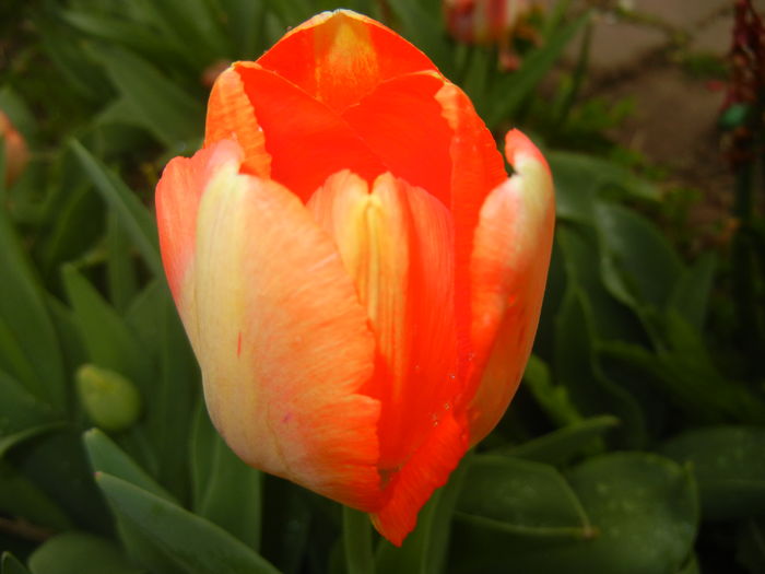 Bright Orange tulip (2016, April 08) - Bright Orange Tulip